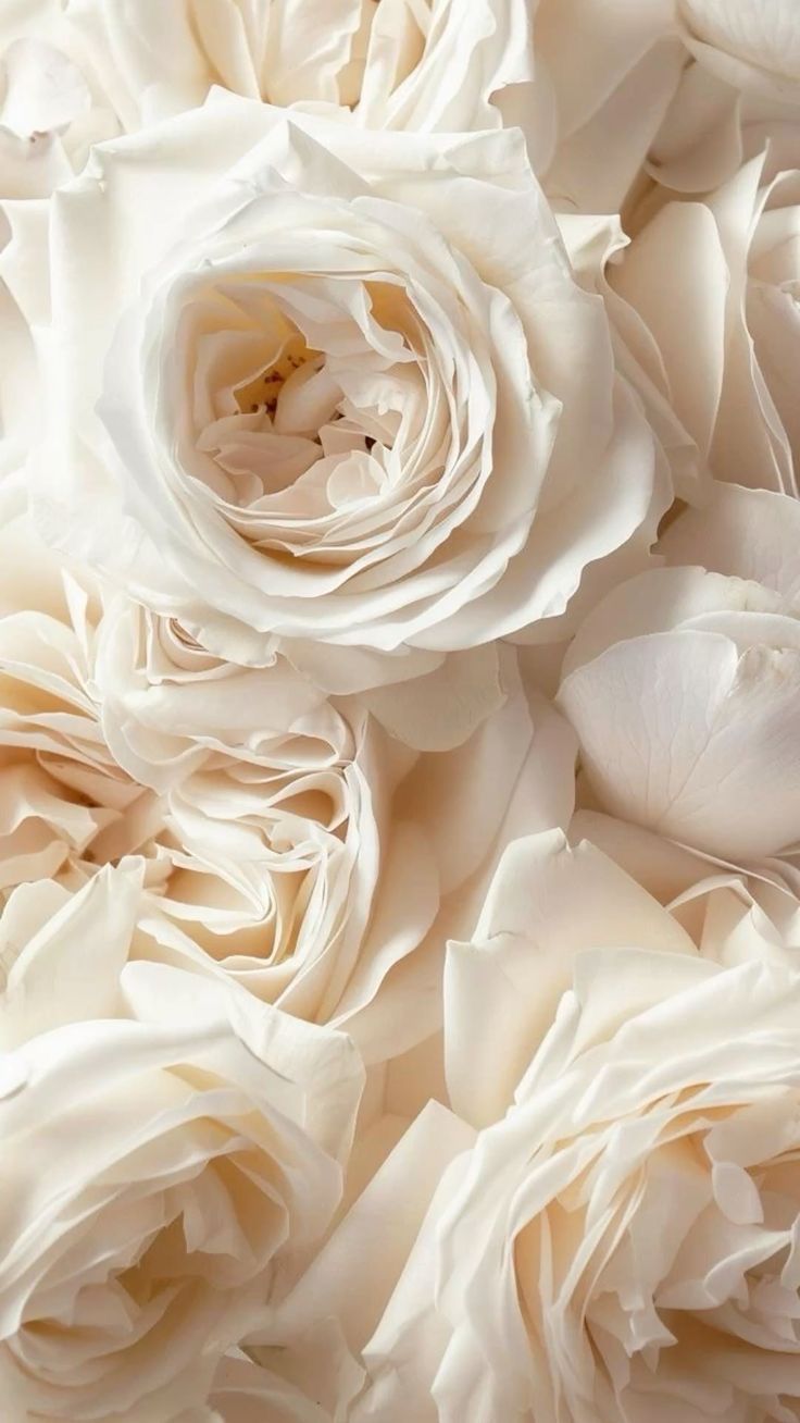 The Voice In The Sunset 50ml - Technical Panel 3